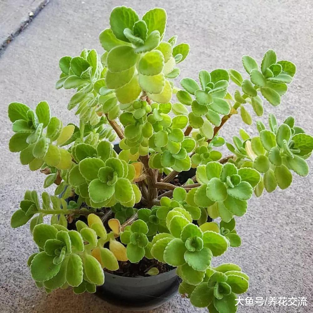 自己养的碰碰香越长越长, 枝叶稀疏, 怎么才能让它长满一大盆