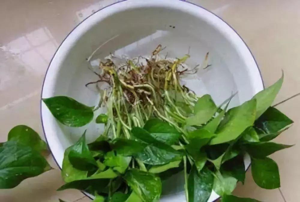 家里的这3种花, 换土就要趁现在, 不然冬天熬不住!