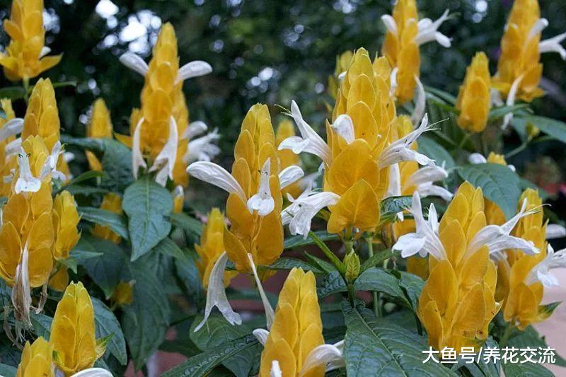 花朵金光灿灿的热带金苞花, 养成盆栽摆放在窗台上太赞了