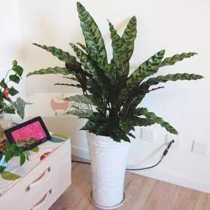 这种植物有猫眼一样的特性, 还能净化空气, 及其耐阴好养!