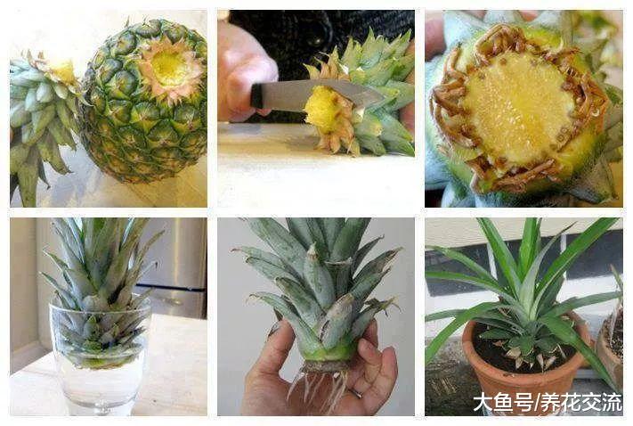 在花盆里用菠萝叶冠种出来的盆栽, 用这些技巧可以开花结果