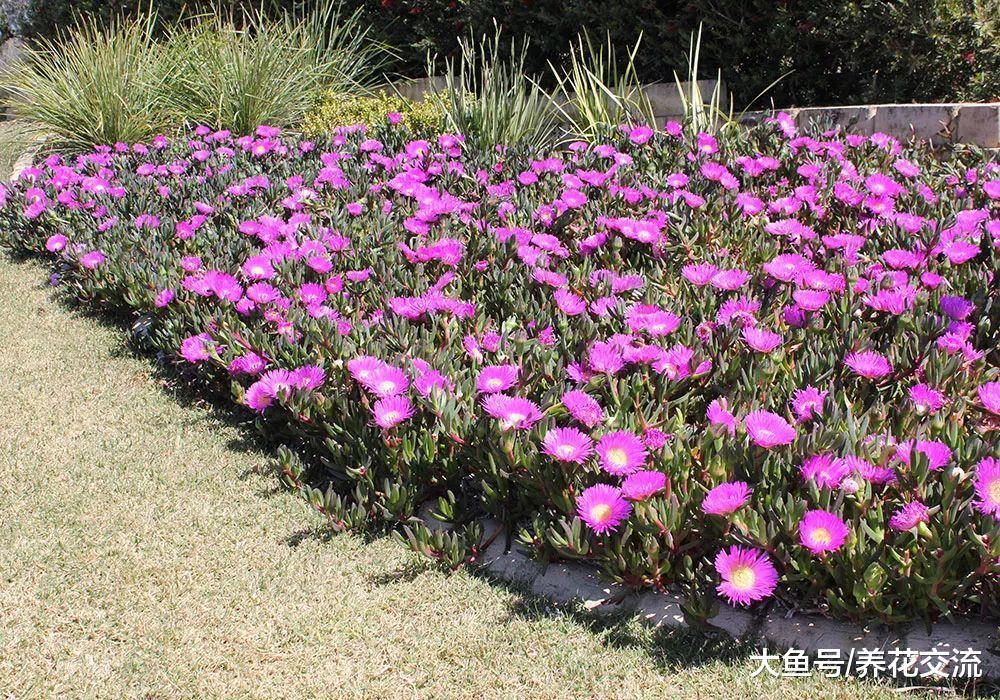 这6种植物铺在地面上就能不断开花繁殖, 还能避免杂草长出来