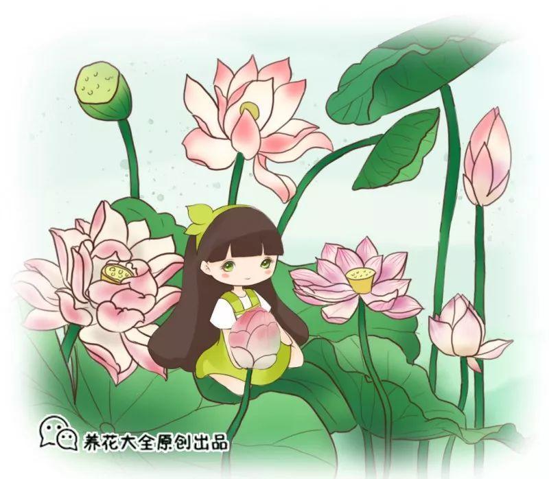炎炎夏日, 莲花的美景别错过, 送你一池清凉!