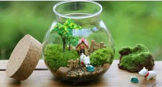 微景观生态瓶总是观赏不久? 其实只需要做好这一步就好了!