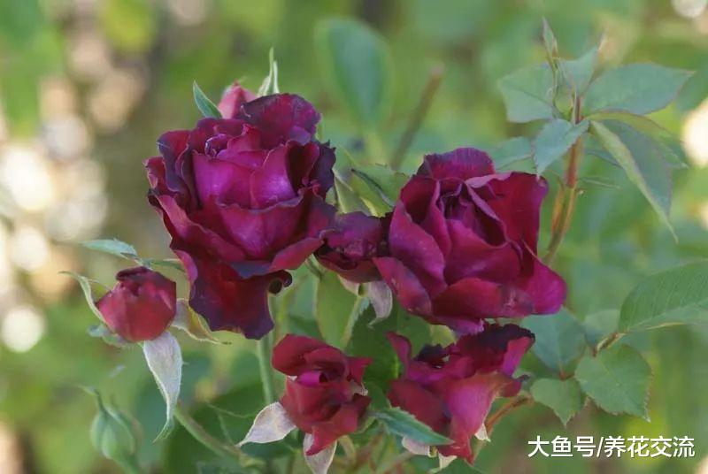 月季花的黑斑病用这几个方法都可以控制, 减少病虫害