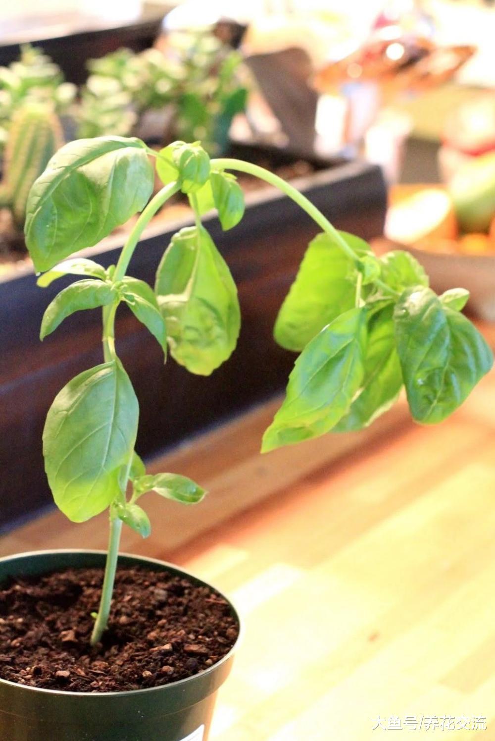 让盆栽罗勒能够不断收获的技巧, 叶子可以不断采摘