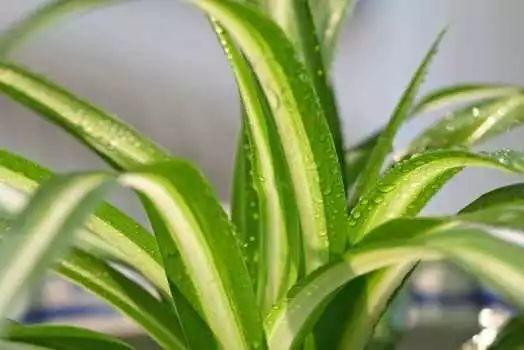 这7种花最好养, 提神又醒脑, 办公室必备!