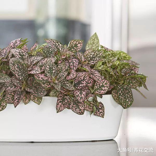 8种看起来特浪漫的观赏盆栽, 养在家里或送给朋友都很适合