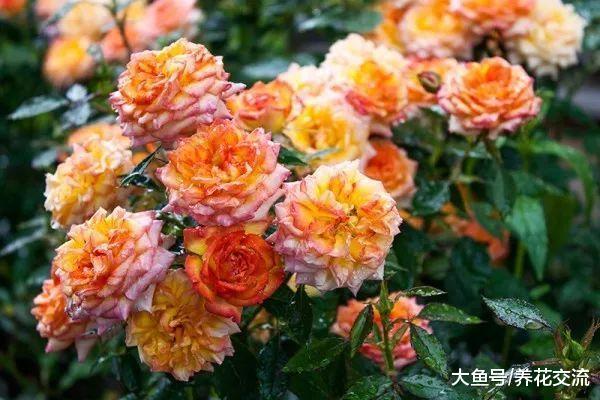 注意养护月季花植物7个问题, 能够保持常年开花的状态