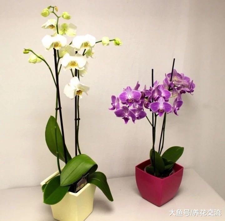 花朵凋谢之后的蝴蝶兰如何促进二次开花?