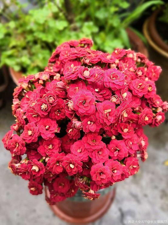 最全养花口诀! 10秒就学会, 长寿花越养越茂盛!