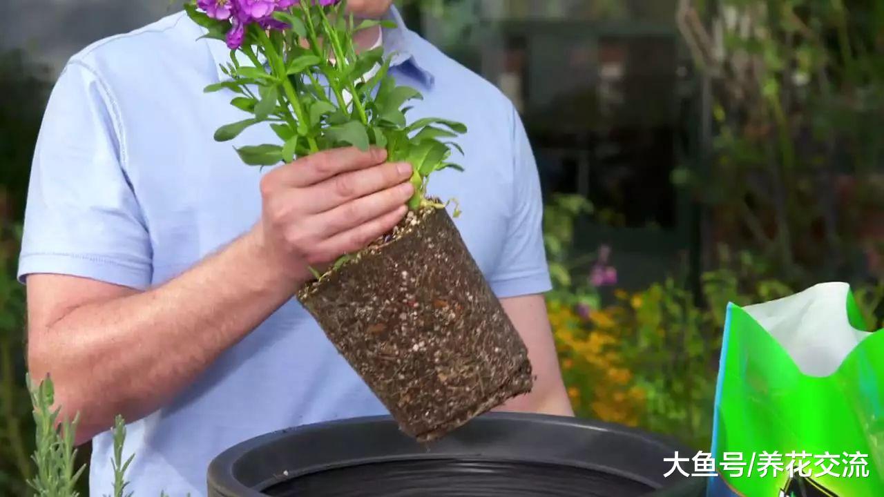 家里的盆栽植物换盆不注意关键技巧, 难怪移栽后长不好