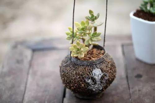 养殖的植物总是被自己摧残? 那你需要这些怎么摧残都不怕的植物了!