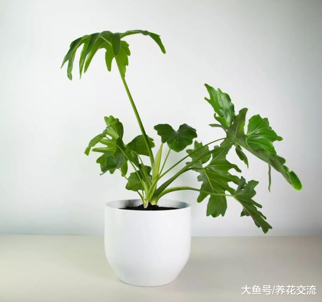 9种非常容易养护的耐阴植物, 能够在室内的光照的地方生长