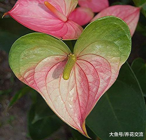 红掌的花苞慢慢变成绿色, 没想到有这么多原因