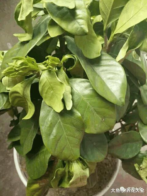 花市买回来的栀子花两天叶子焉了怎么办, 教你小方法轻松处理