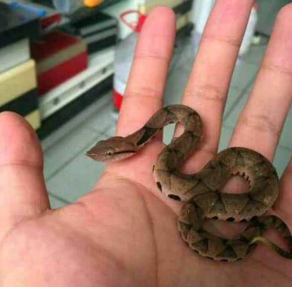 男子遛狗草丛里捡到一条蛇, 于是带回家, 老丈人看后连忙叫他放生