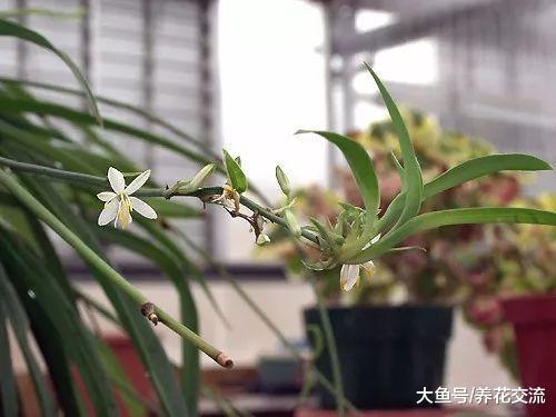 没想到吊兰还能开花结果, 养在室内要注意这几点