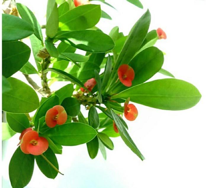 虎刺梅的花期到了, 但是我的没开花, 发现这4点没做好