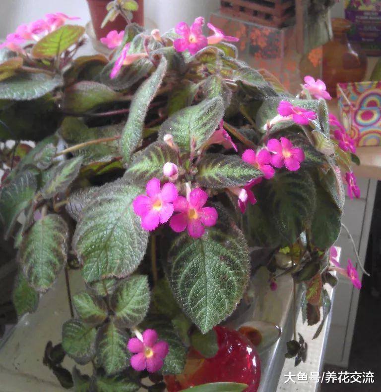 养在半阴的空中也能不断孕育花朵的喜荫花, 叶子不断垂盆生长