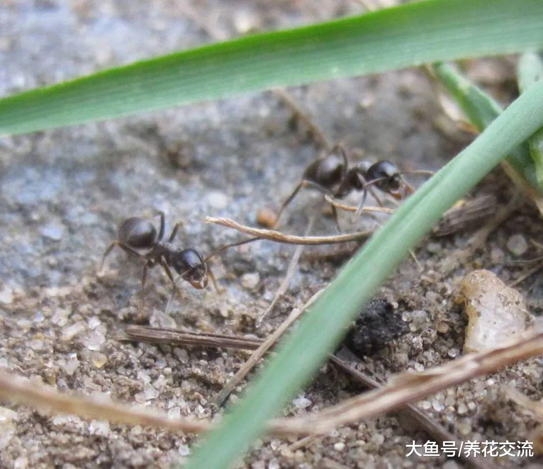 用这些方法都能很容易赶走蚂蚁, 避免祸害植物花卉