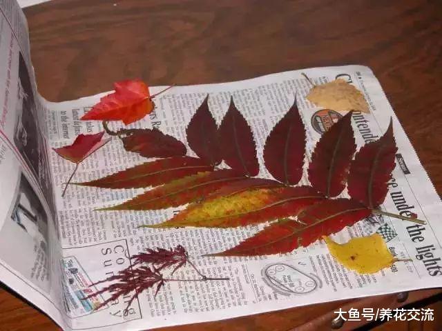 用这5种方法可以把秋天七彩的落叶永久地保存起来