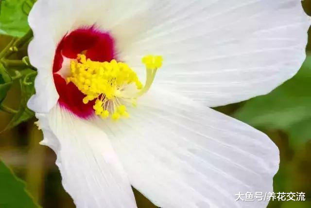 特别适合作为住宅景观的开花灌木, 这几种开花植物不要错过