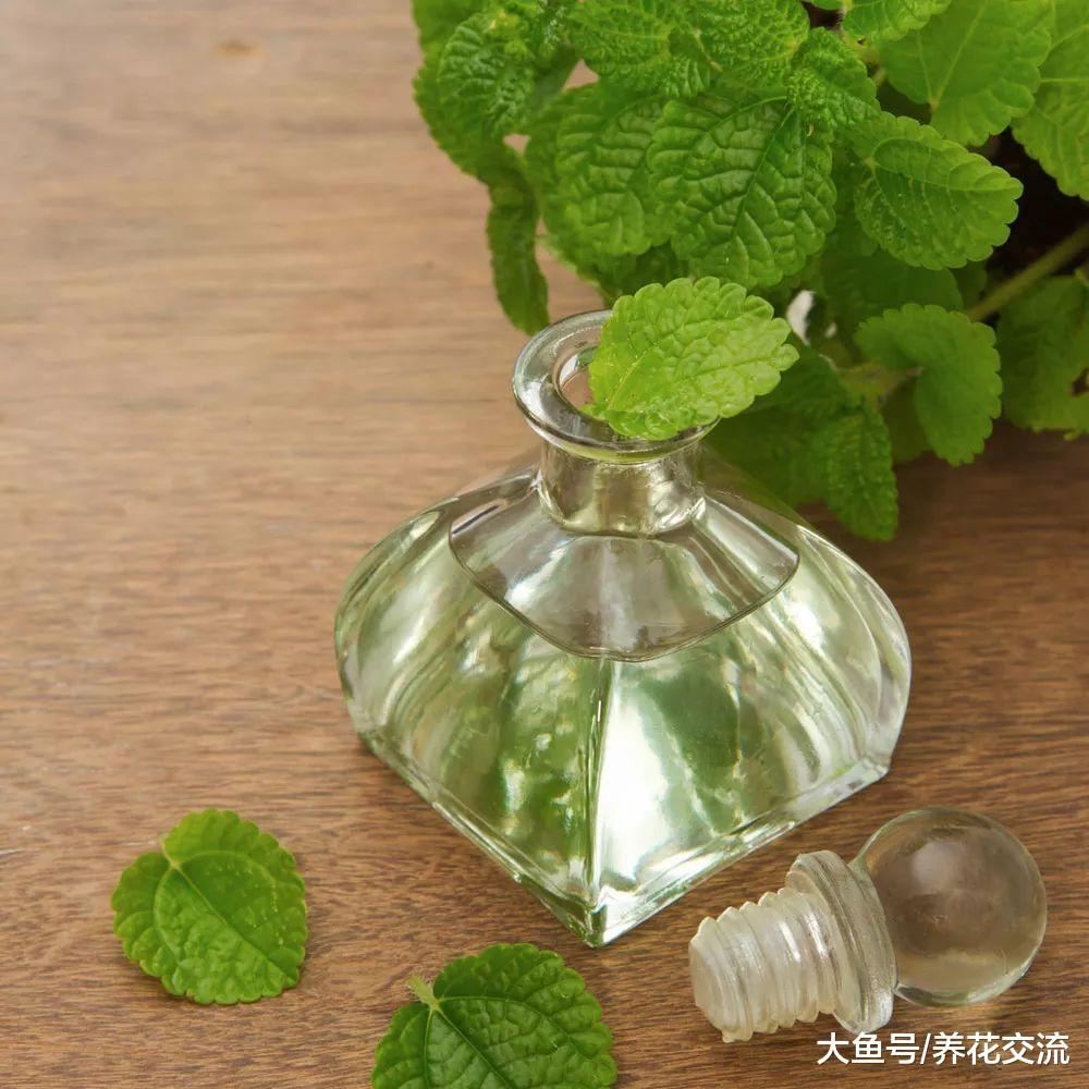 薄荷的叶片用这种方法轻松变成精油, 用来养花有大用处