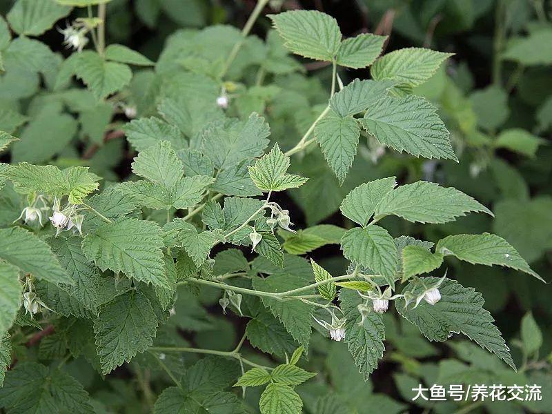 在花盆里种出不断结果的覆盆子, 不用害怕冬季寒冷的环境