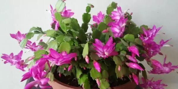 这时候移栽蟹爪兰, 再放点东西, 来年开花必爆盆!