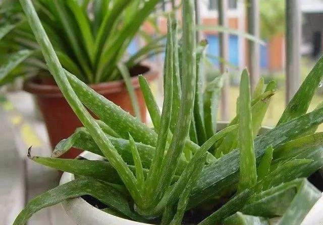 管住自己手! 这4种花冬天少“浇水”, 要不黄叶烂根没商量!