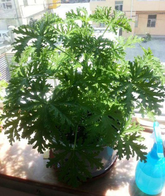 这8种花, 1盆顶个百宝箱, 夏天不养亏大了!