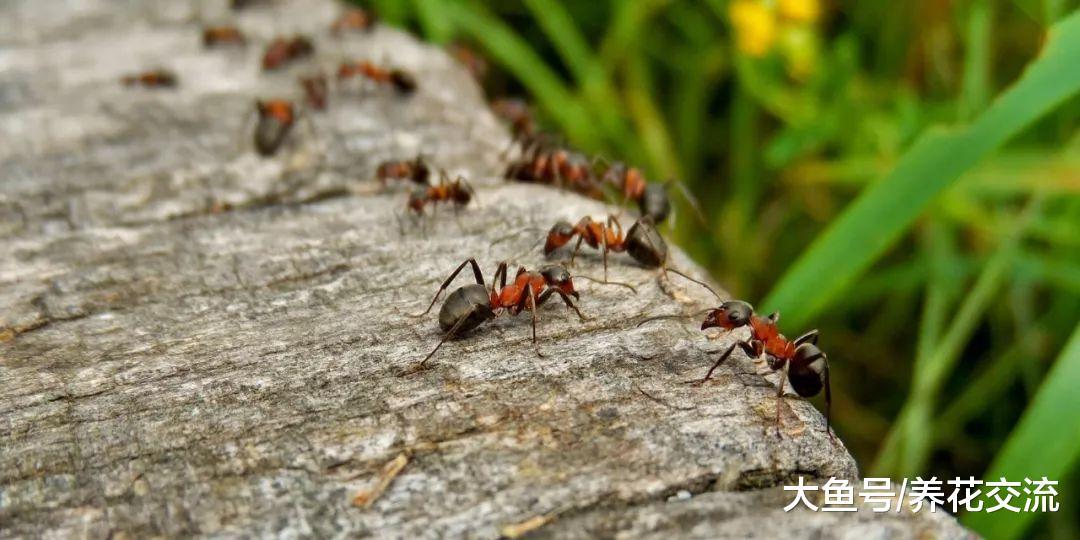 用这些方法都能很容易赶走蚂蚁, 避免祸害植物花卉