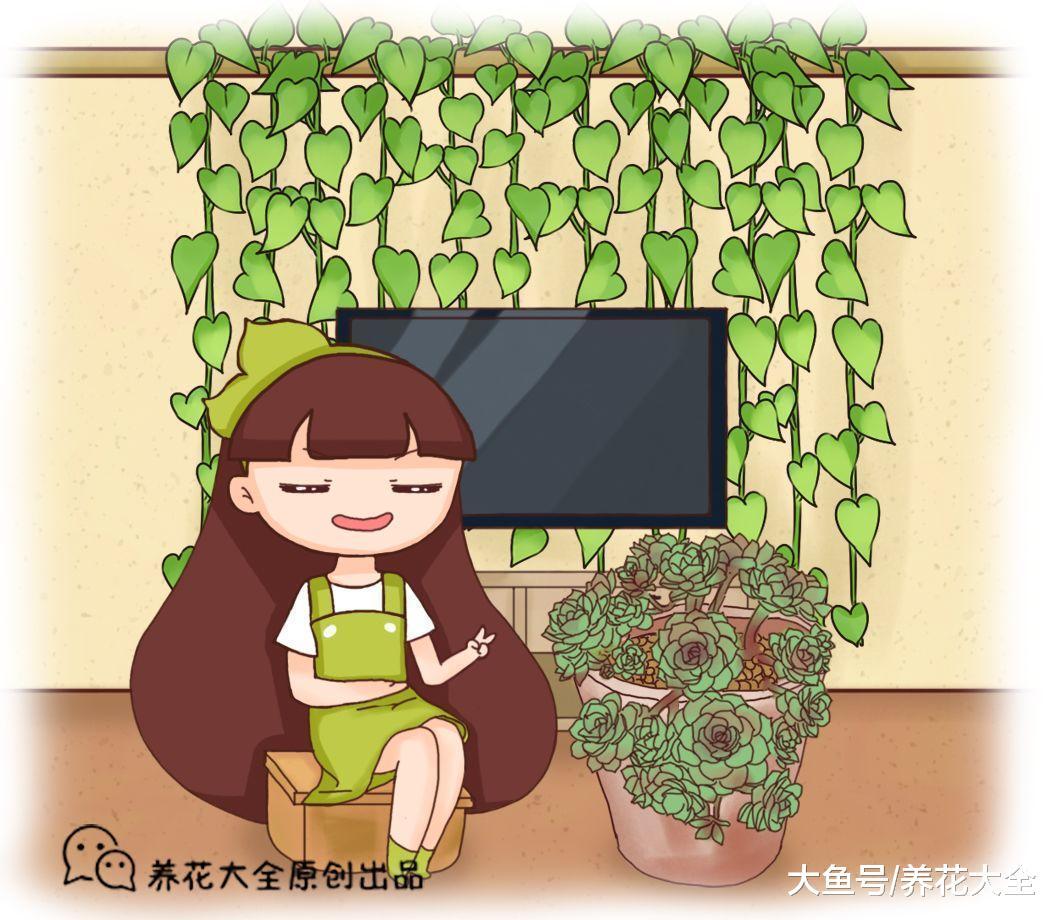 绿萝窜上墙, 多肉胖成球, 栀子开满枝, 服了!