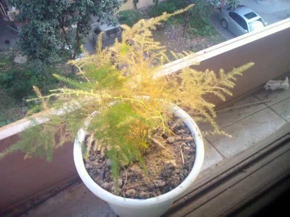 长寿蟹爪兰…秋天赶紧剪1刀, 否则想开花都难!
