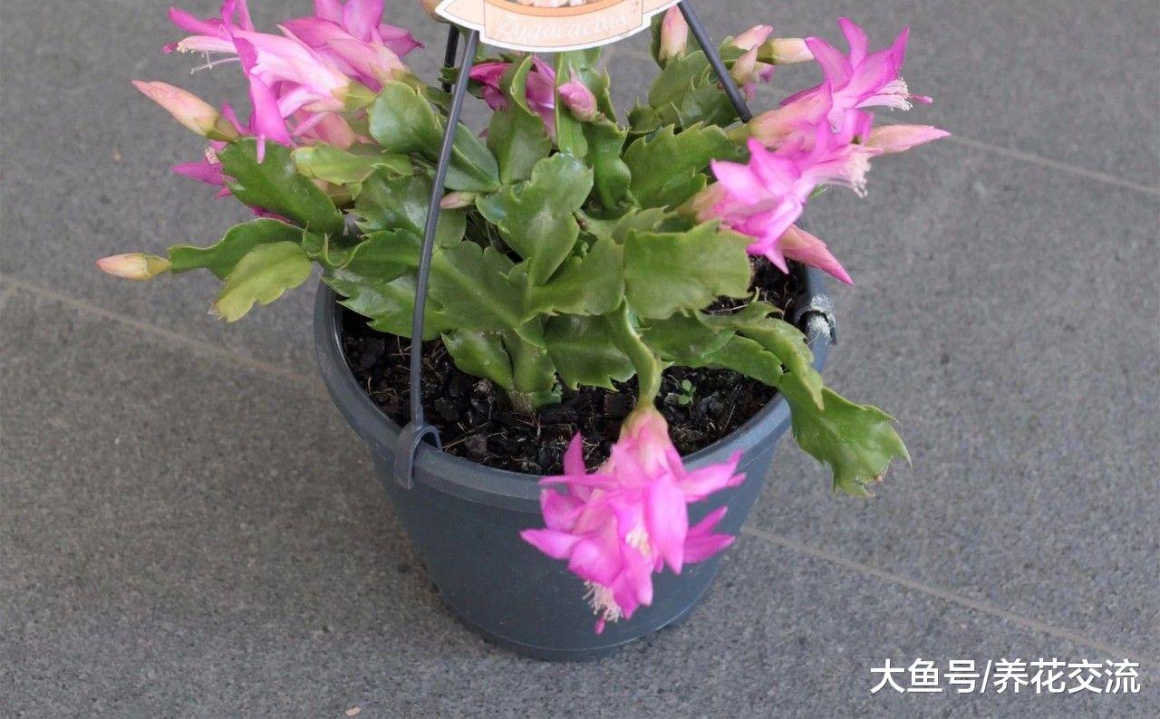 秋季在家里种上这些花卉, 整个冬春季节家里都是灿烂的花朵