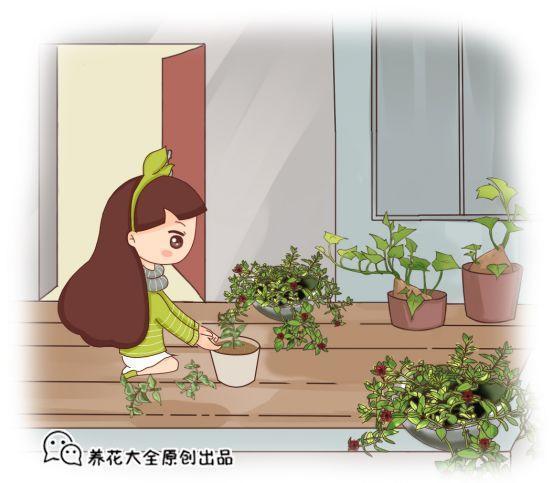 花盆太深真要命, 长寿君子兰养1盆死1盆, 赶紧换!