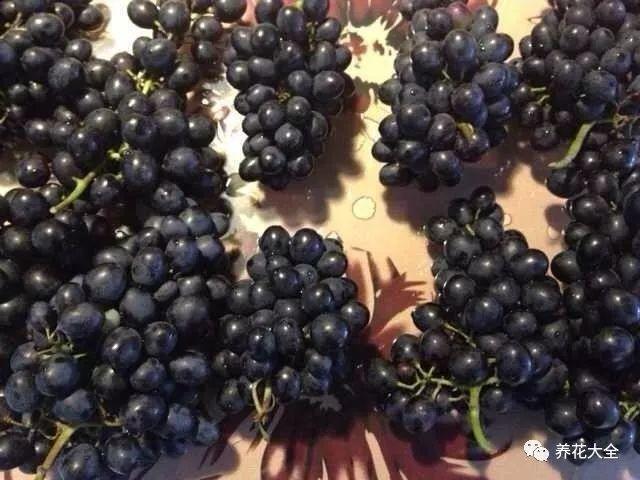 1斤葡萄8两酒, 她做的葡萄酒太香, 开盖就被抢光了!