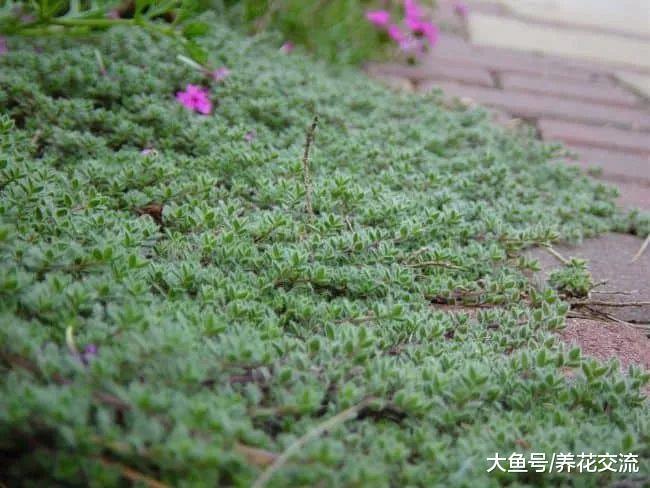 这13种植物特别适合作为院子的覆盖花卉, 花朵开得都很灿烂