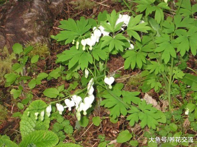在院子阴凉的环境下开出灿烂花朵的荷包牡丹, 耐寒性极强