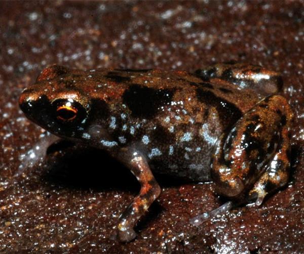 直击世界上最小蛙类, 一出生就成型, 一生不需与水体为伴