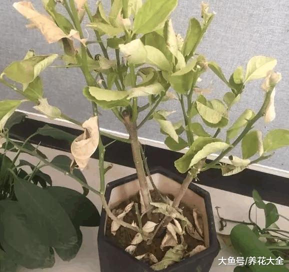 新鲜的淘米水拿来浇花, 难怪你养不活花!