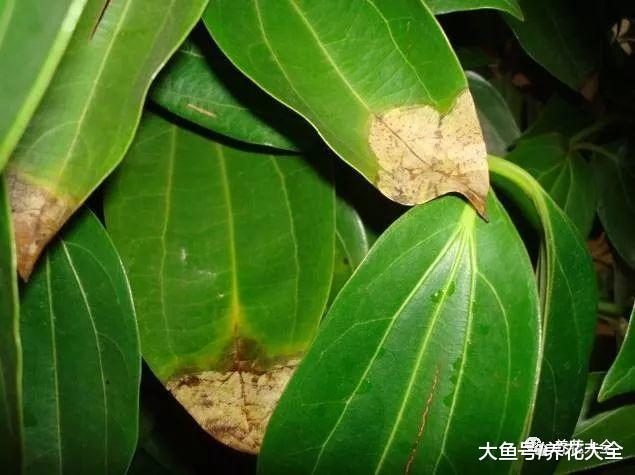 黄叶又不开花? 这样一处理, 比新买的还要好看!