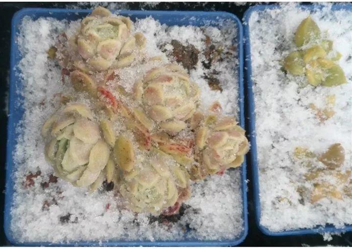 姐姐把多肉放雪地里, 冻了3天竟然更胖, 太任性!