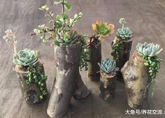 花友制作的10个用木头制作的多肉植物盆栽, 木桩变植物景观