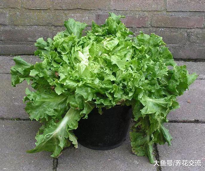 12种非常适合种在树荫下的蔬菜, 阳台没多少光照也能生长旺盛