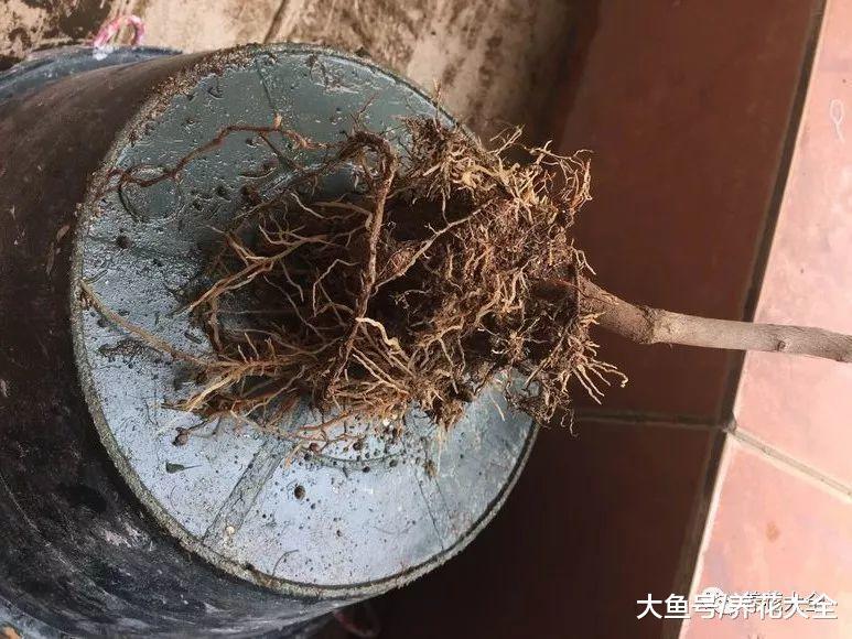 烂根的花盆底垫点料, 再也不烂根, 叶子绿的冒油!