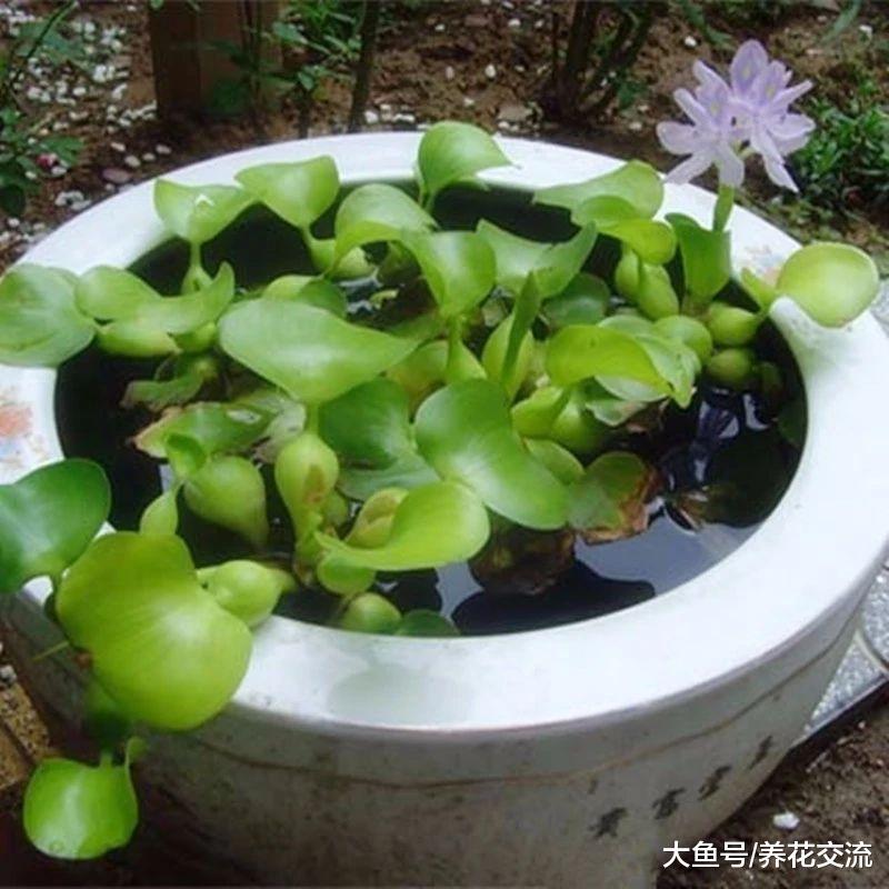 在江河湖泛滥生长的一种草, 养在花盆里却是好看的景观