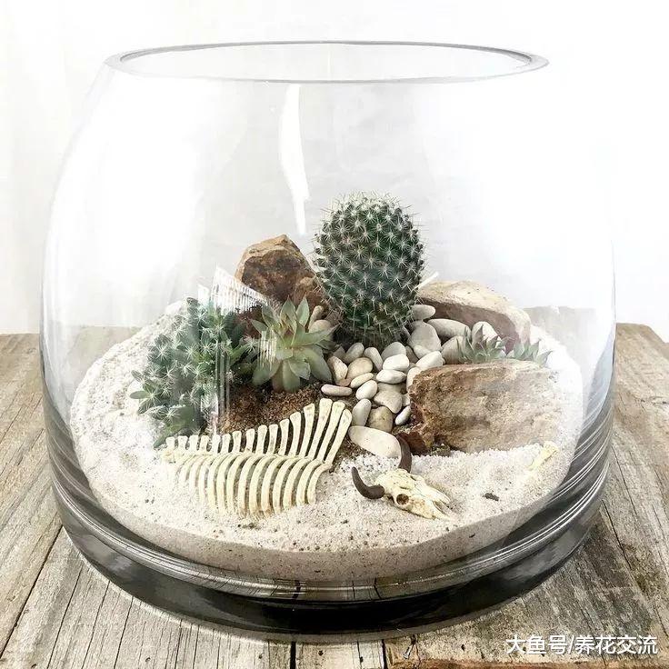 在一个玻璃瓶子里制作一个植物微景观, 养桌面上的迷你花园
