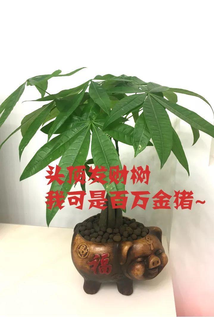 40万的古董, 她用来养花20年都不知道, 还以为是不要的破烂儿!